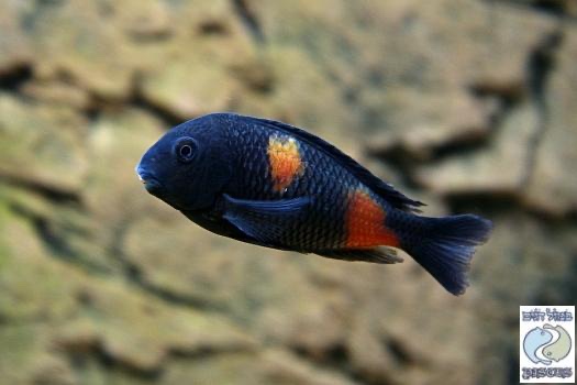 Tropheus sp. 'kirschfleck' Mahale Mountains NP